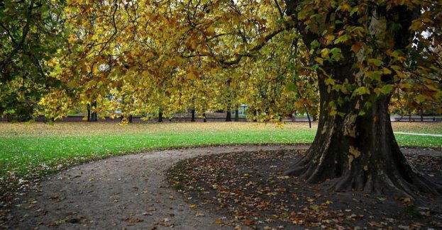 Drzewa gubią liście wcześniej niż zwykle