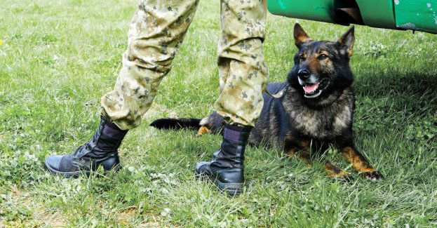 Policyjny pies pomógł w wykryciu znacznej ilości narkotyków