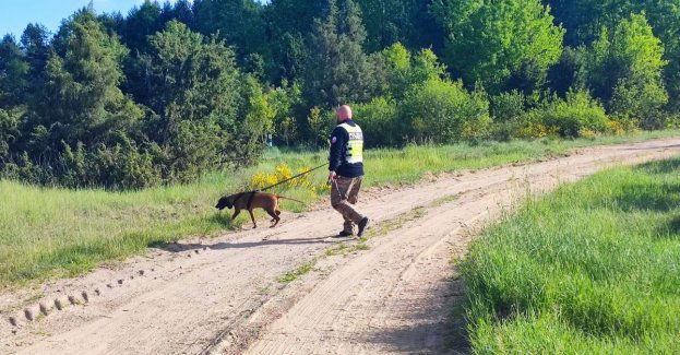 Specjalnie szkolone psy w Policji