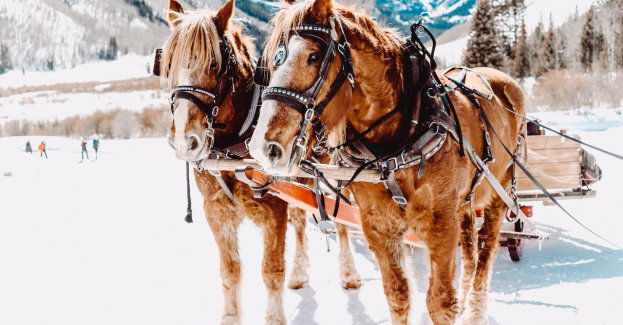 Kulig tak, ale nie za samochodem!