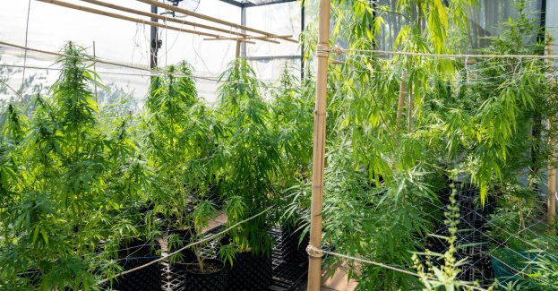 Policja zlikwidowała profesjonalną plantację marihuany w gminie Sławno