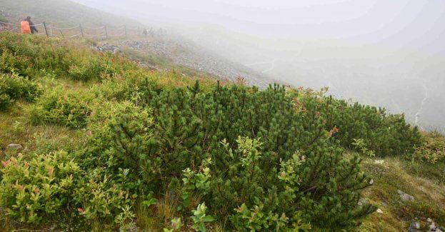 Nowa roślinność na Śnieżce – efekt zmian klimatycznych