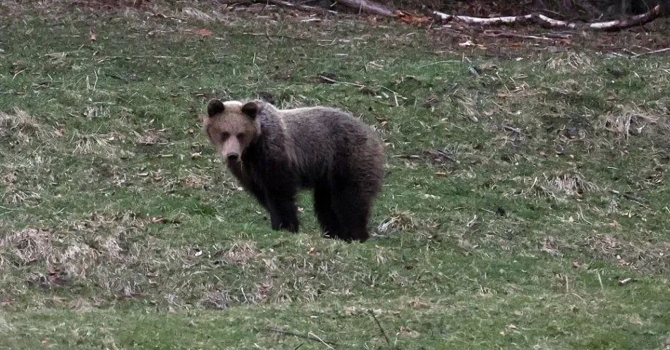 zdjęcie: Tatry: dwa niedźwiedzie zginęły latem w kolizjach z autami; policja apeluje do kierowców o ostrożność / Zakopane, 12.04.2025. Dwa niedźwiedzie pojawiły się w zakopiańskich Kuźnicach, w pobliżu popularnego szlaku prowadzącego m.in. do dolnej stacji kolejki na Kasprowy Wierch, 12 bm. Tatrzański Park Narodowy zwraca uwagę, że to kolejny sygnał o wiosennej aktywności drapieżników w Tatrach i apeluje o ostrożność. (mr) PAP/Grzegorz Momot