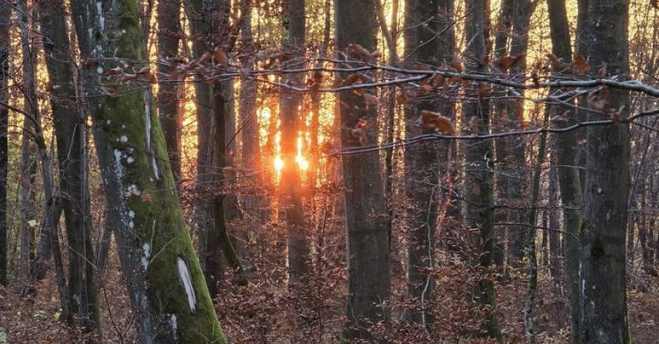 zdjęcie: Małżeństwo z Mazowsza zgubiło się w Bażantarni podczas spaceru / fot. KMP w Elblągu