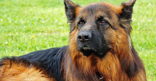 Tragiczna w skutkach awaria ciepłownicza na Pradze. Nie żyje 6 policyjnych psów