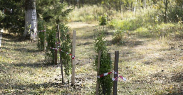 Ponad 12,5 mln sadzonek trafi do zalesień i odnawiania lasu