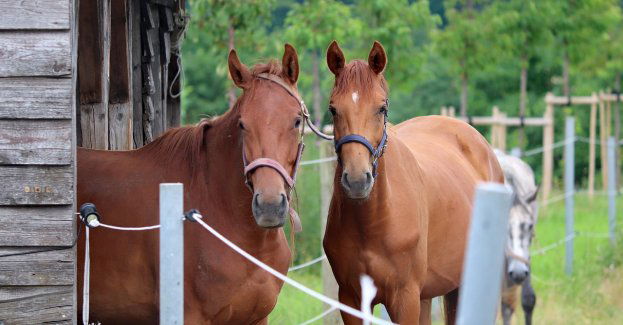 Prokuratura wyjaśnia sprawę znęcania się nad zwierzętami w pseudoschronisku w Hucisku