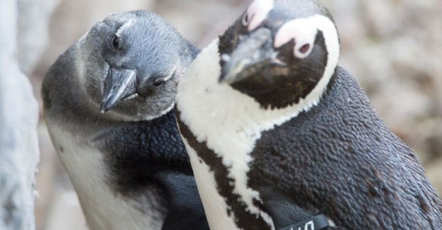W zoo wykluły się cztery pingwiny przylądkowe