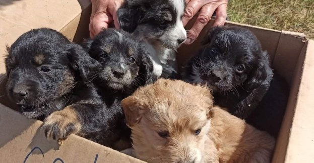 Odpowiedzą za znęcanie nad szczeniakami