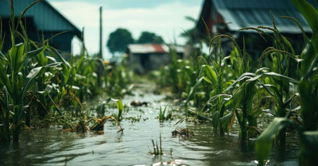 Producenci żywności szacują szkody i organizują pomoc