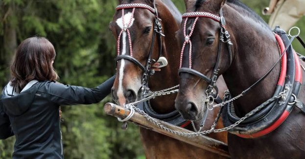 Konie wożące turystów do Morskiego Oka przechodzą badania przed sezonem