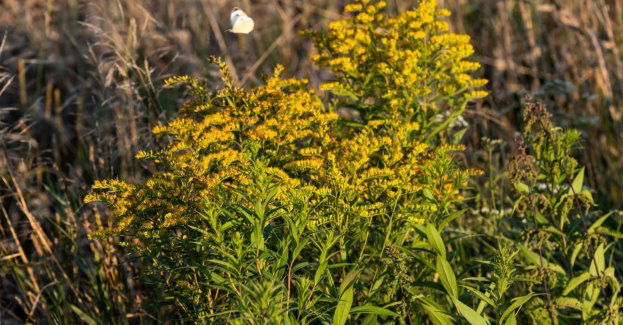 Co z porzuconymi polami? Ekspertka przestrzega przed inwazją nawłoci