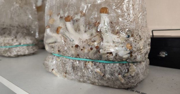 Policjanci zatrzymali 24-latka, w którego mieszkaniu znaleźli różnego rodzaju narkotyki