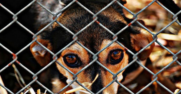 Były kierownik schroniska dla zwierząt w Kościerzynie oskarżony o znęcanie się nad zwierzętami