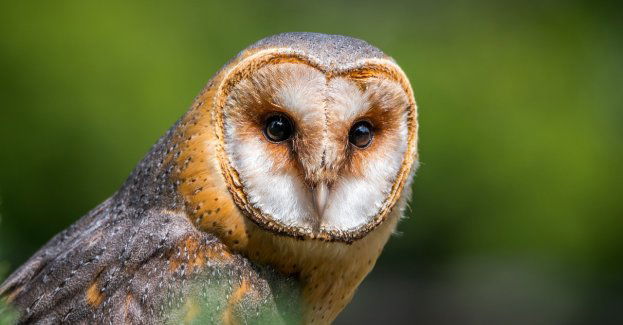 Zatrzymano mężczyznę oferującego zdjęcia z chronioną sową płomykówką