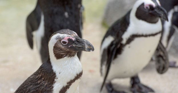 W zoo wykluły się cztery pingwiny przylądkowe