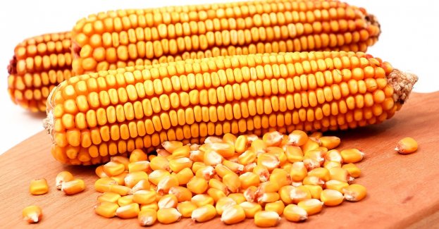 Ukraińska kukurydza zebrana z torów; pociąg odjechał