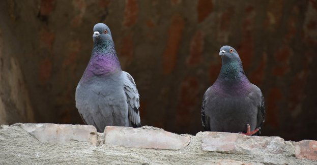 Pijany opiekun gołębi zasnął na skarpie przy Stadionie Narodowym