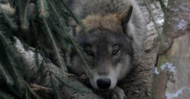 Coraz więcej zgłoszeń o szkodach powodowanych przez wilki