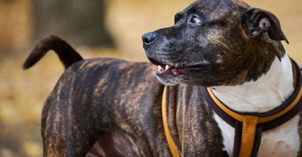 Rozpoczął się proces odwoławczy właściciela psów, które zaatakowały człowieka