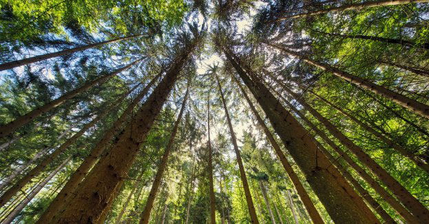 Wsparcie dla właścicieli lasów prywatnych.