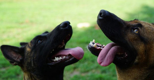 Trzecia grupa psów saperów jedzie na Ukrainę