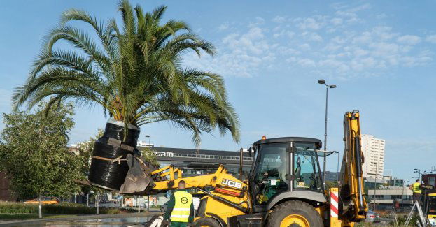 Katowickie palmy rozpoczęły zimowy odpoczynek!