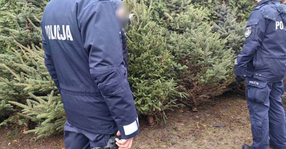 zdjęcie: Kupuj choinki z legalnego źródła i chroń nasze lasy / fot. KPP Mońki