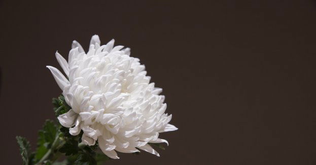 Pogrzeb asp. szt. Daniela Łuczyńskiego – policjanta, który zginął na służbie