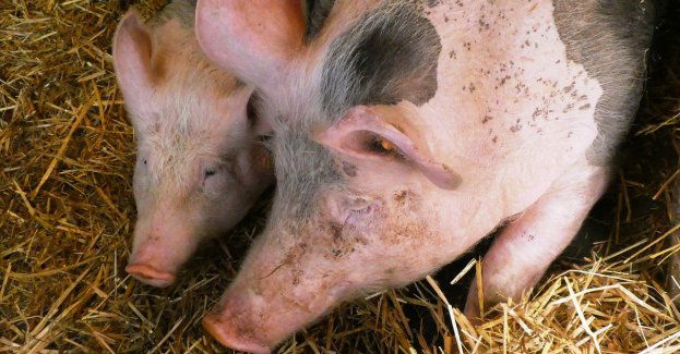 Po 5 latach od wykrycia pierwszego przypadku ASF spadła liczba zakażeń w regionie