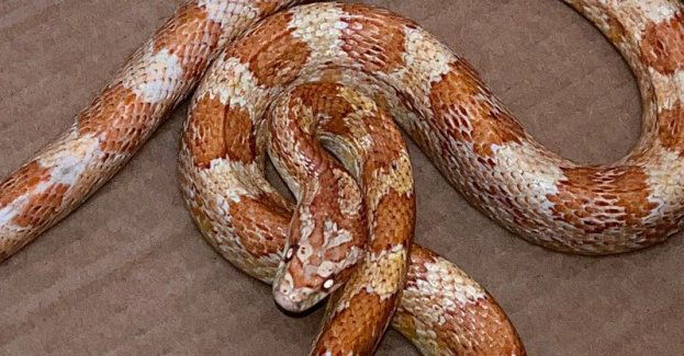 „Przed klatką jest duża żmija”-nietypowa interwencja policjantów