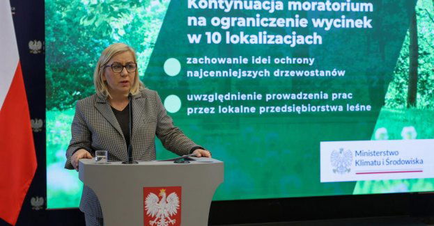 Leśne moratorium na wycinkę - wydłużone do końca września