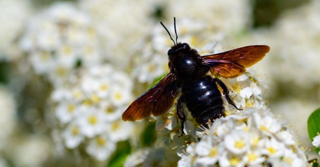 Zmiany klimatyczne sprzyjają rozprzestrzenianiu się w Polsce czarnej pszczoły