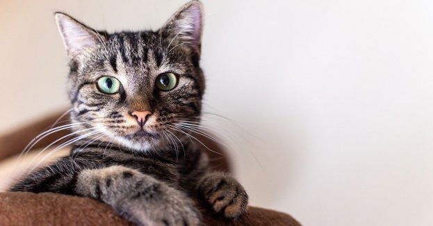 Trzy osoby oskarżone o znęcanie się nad zwierzętami w schronisku w Radysach