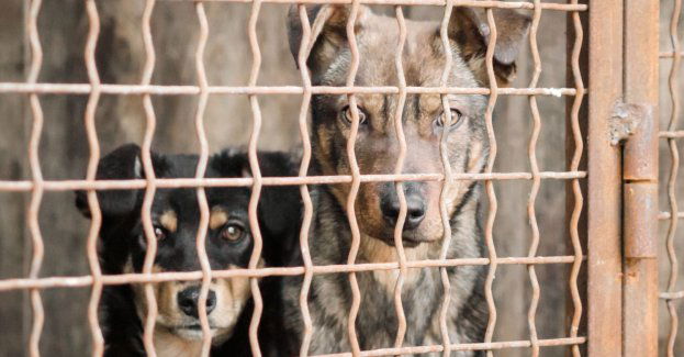 Hodowca prawomocnie skazany za znęcanie się nad psami