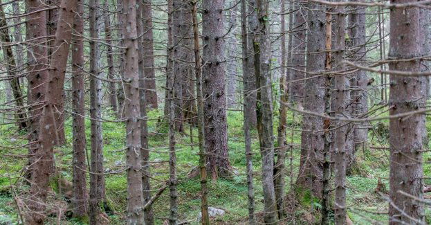 Tatry świerkami już nie stoją – w ich miejscu rośnie nowy, zróżnicowany las