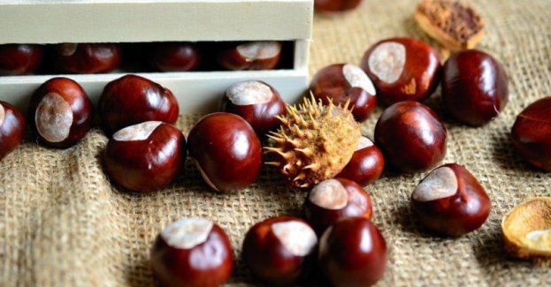 Zbieramy owoce drzew leśnych