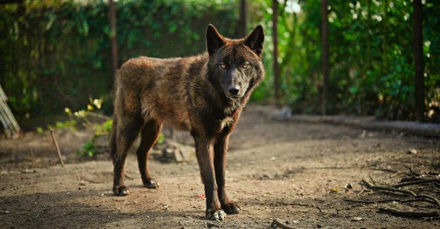 Druhowie OSP ze Ściechowa ostrzegają mieszkańców przed wilkami