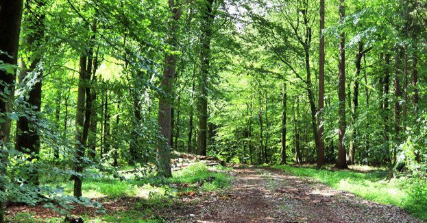 W lesie w Ropience mężczyzna znalazł niewybuch