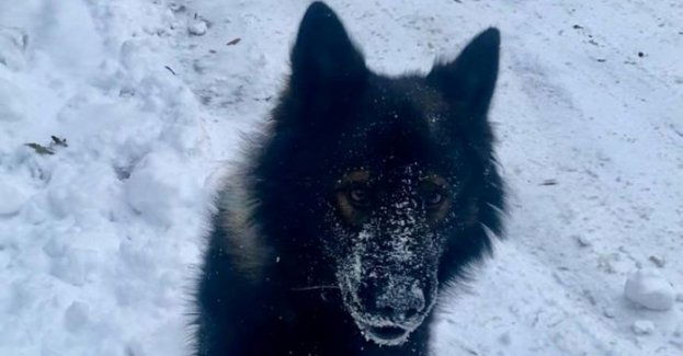 Zadbajmy o zwierzęta zimą