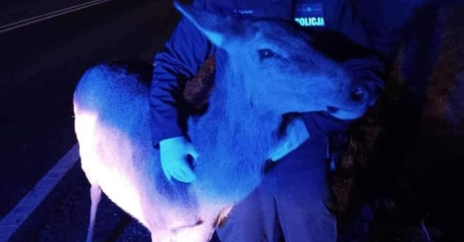 zdjęcie: Jesienne migracje zwierzyny zwiększają zagrożenie na drogach / fot. KPP w Kłodzku