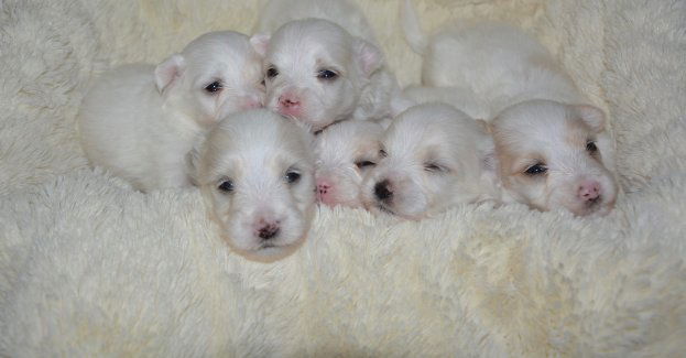 Pogrzebali żywcem szczenięta, grozi im 5 lat więzienia