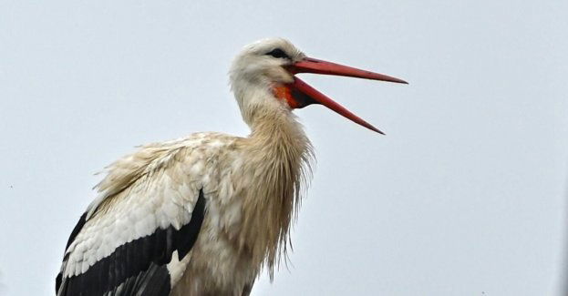Policjant opiekuje się rannym boćkiem - ptak zamieszkał w jego ogrodzie