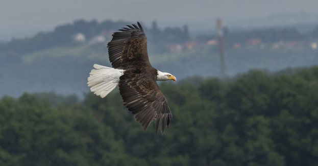 Bielik zwiastunem wiosny; w regionie do lęgów przygotowuje się już ponad 100 par