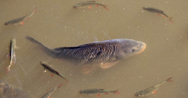 Próbowali ukraść 200 kg ryb; grozi im do 5 lat więzienia