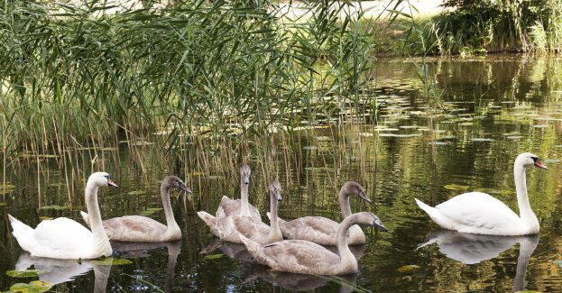 Park Łabędzi zostanie odnowiony za blisko 15 mln zł