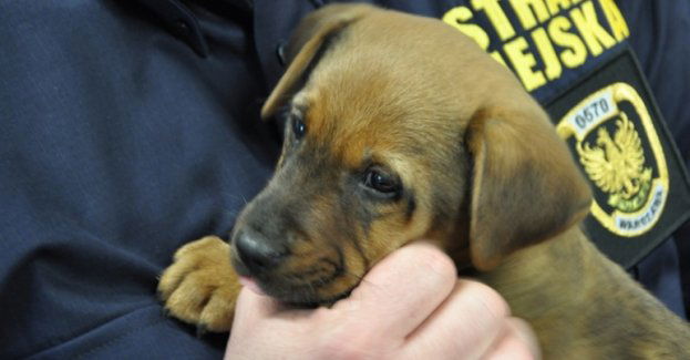 Raport NIK o zwierzętach w mieście – najwięcej interwencji podjęła warszawska Straż Miejska