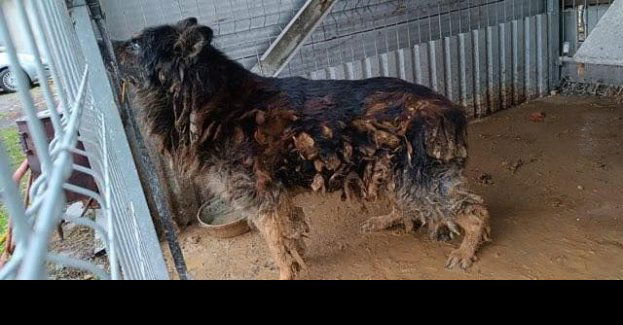 Odebrali psa nieodpowiedzialnemu właścicielowi