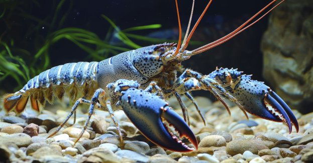 Do trzech rzek na Lubelszczyźnie wpuszczono 900 raków szlachetnych; akcja ma odbudować populację (wideo)