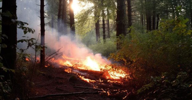 19-latek podejrzewany o podpalenia lasów w gminach Lubsko i Jasień